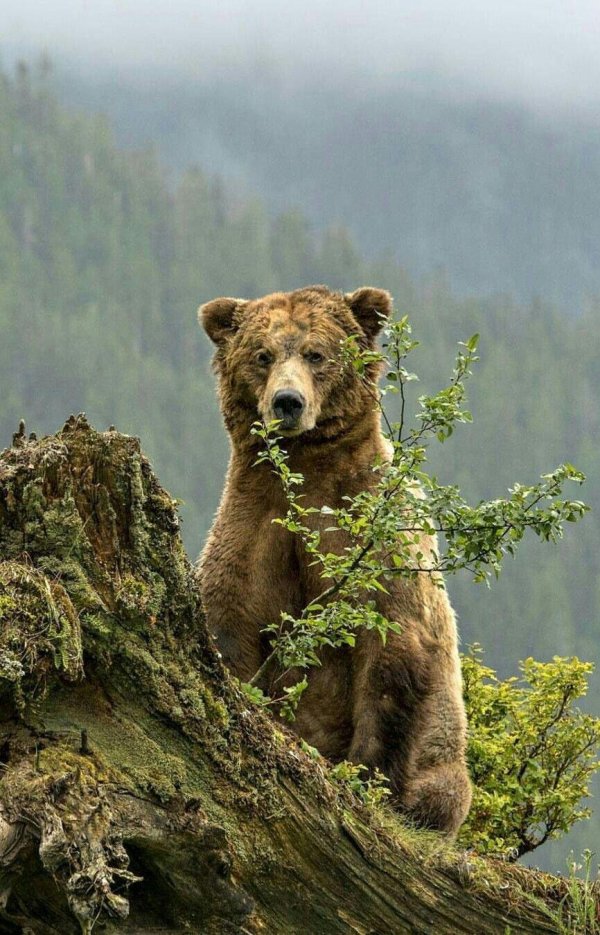 бурый медведь тайга