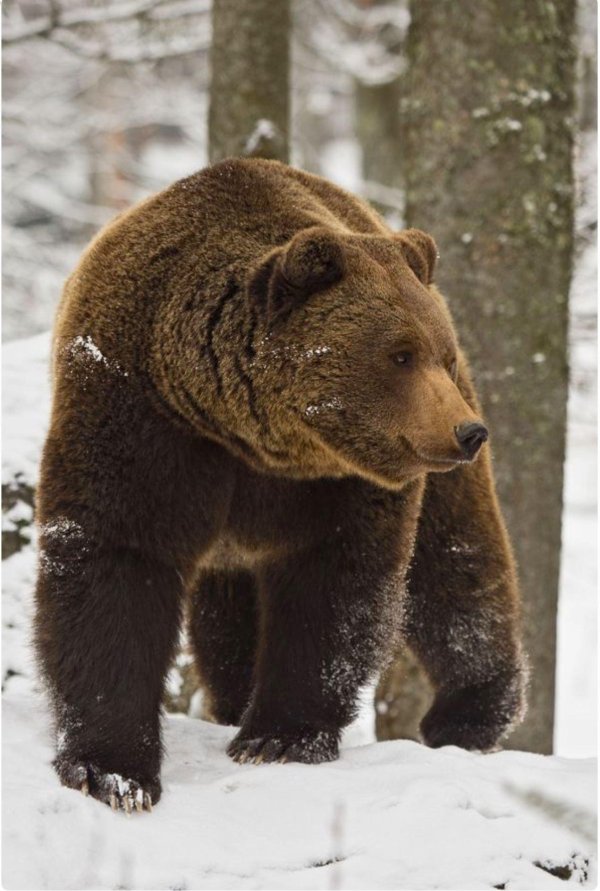 бурый медведь
