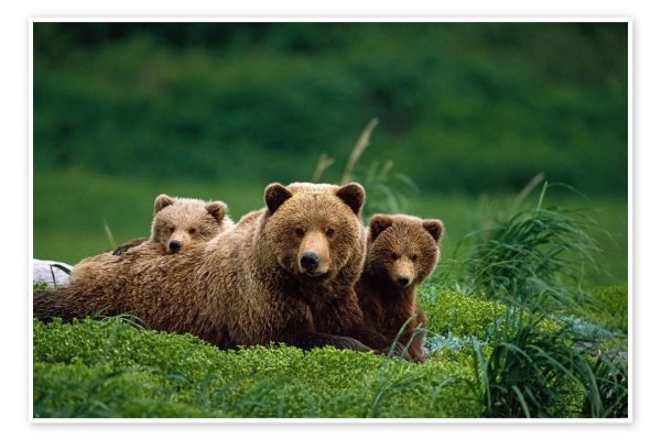медведица с медвежатами