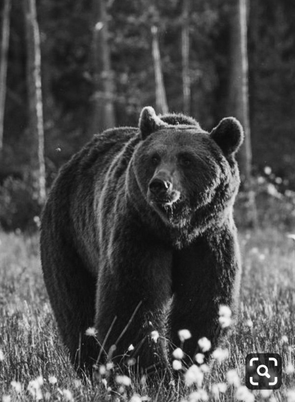 гризли бурые медведи
