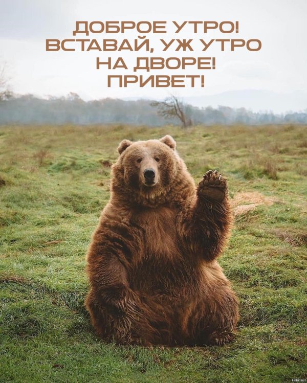 медведь прикольный