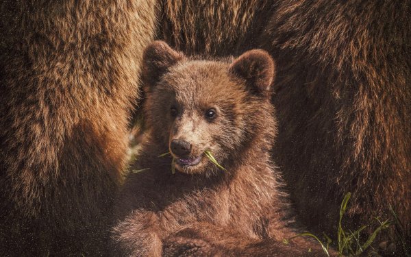 медведи бурые