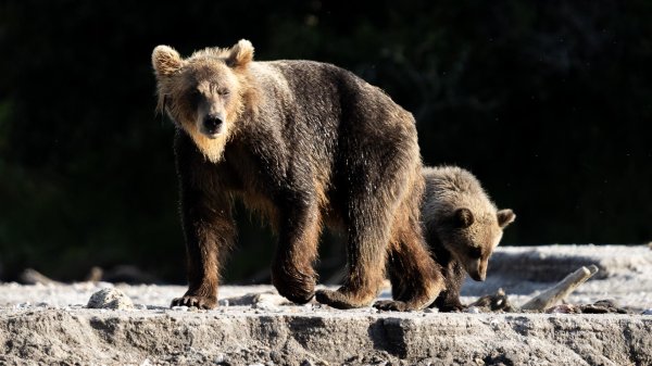 бурого медведя