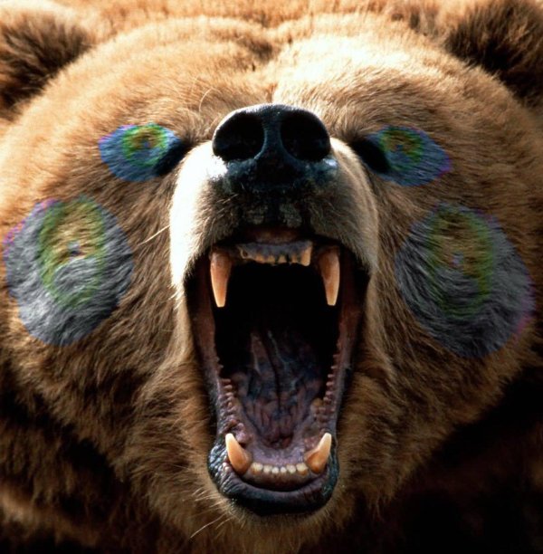 оскал медведя