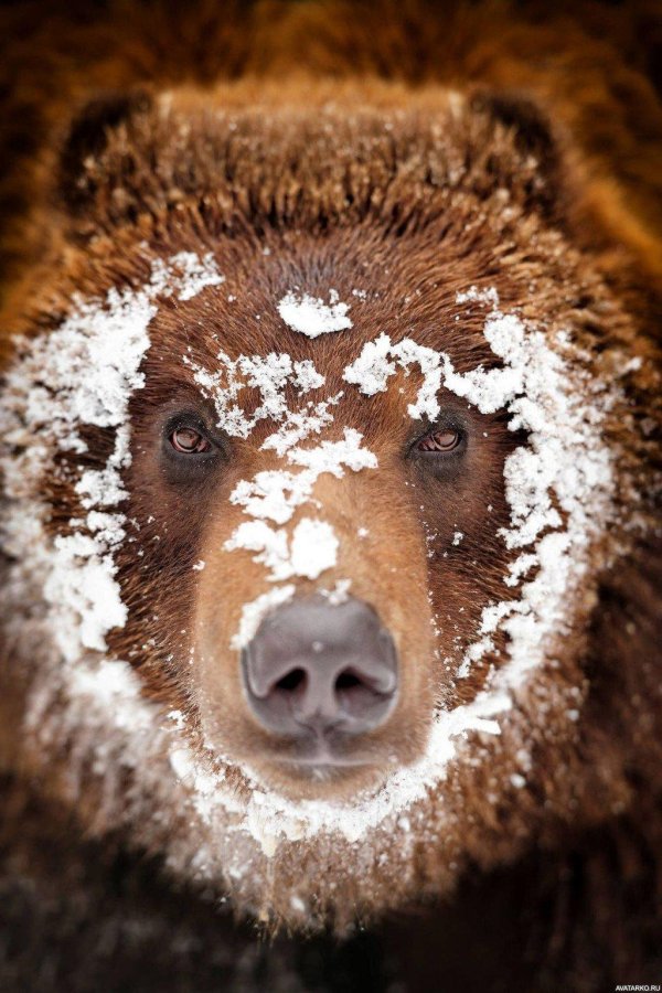 морда медведя