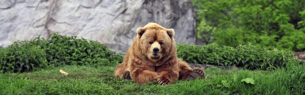 медведи бурые