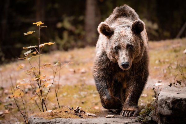 медведи бурые