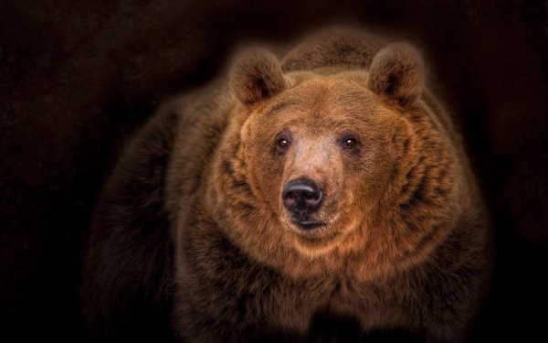 портрет медведя