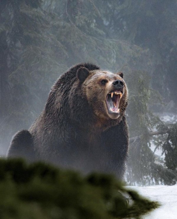 медведь кесагаке