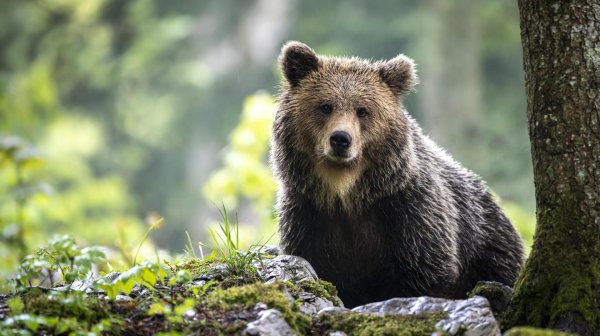 медведи бурые