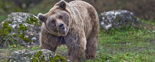 медведи гризли