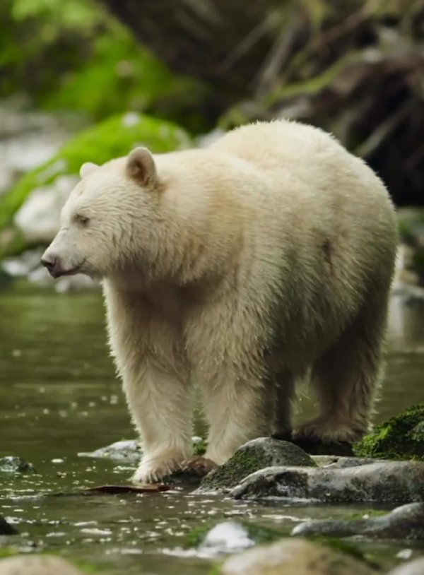 гризли альбинос