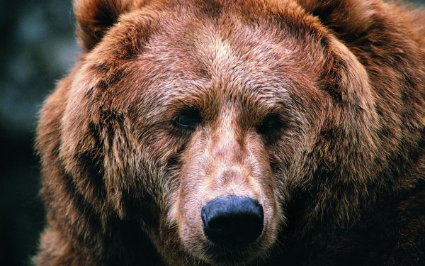 гризли бурые медведи