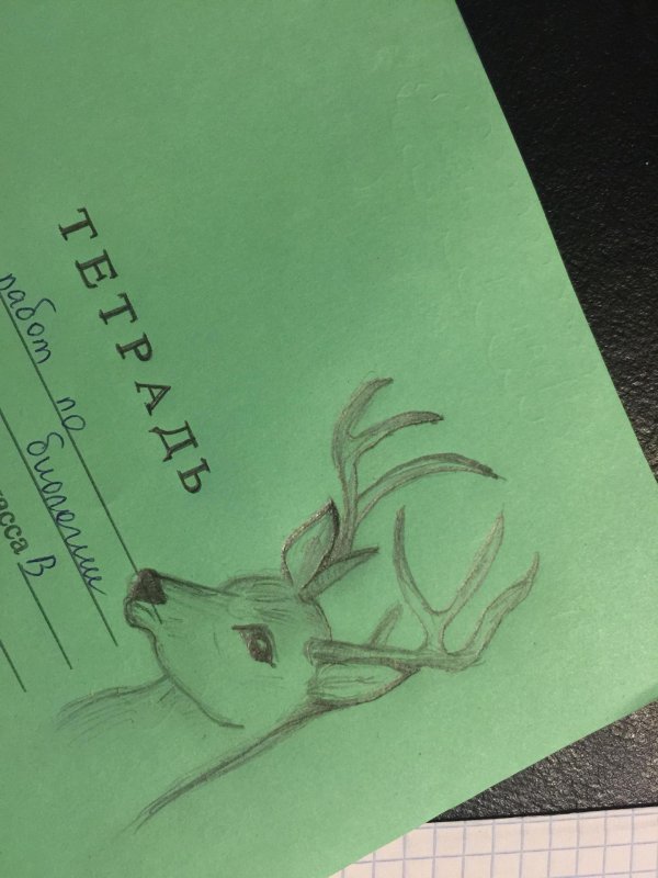 украшение к зелёной тетрадке