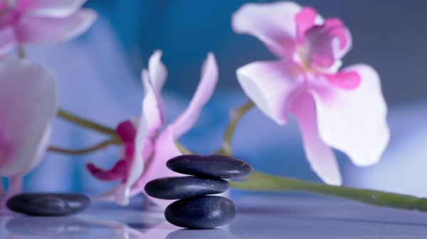 цветок орхидеи