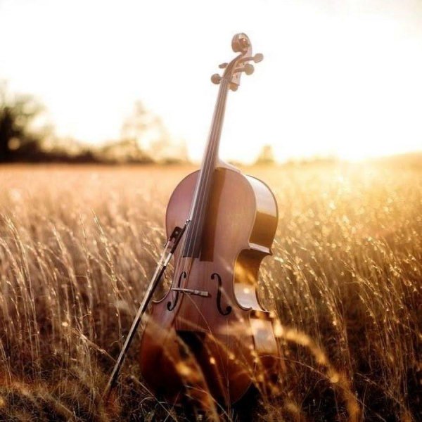 виолончель музыкальный