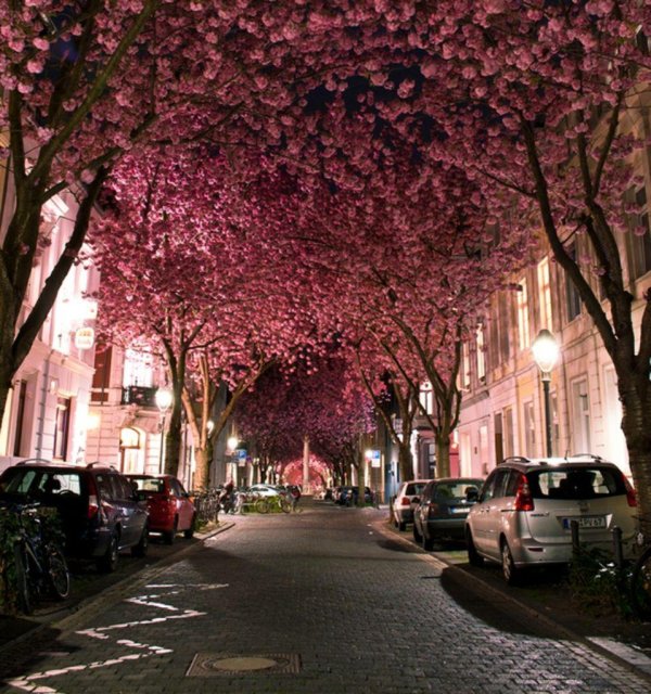 cherry blossom avenue