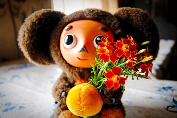 20 августа день рождения чебурашки