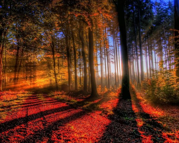 осенний лес