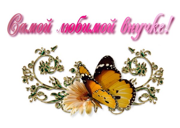 монарх бабочка