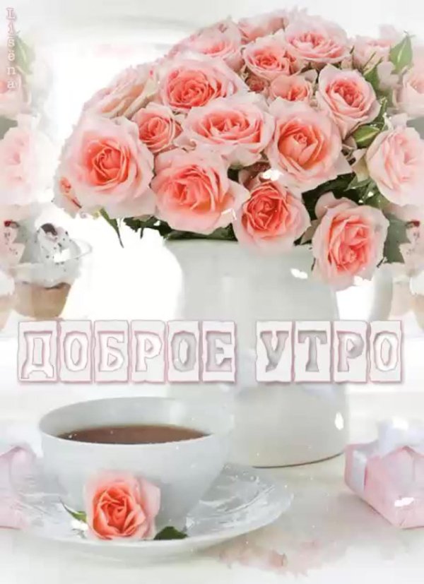 красивые утренние розы