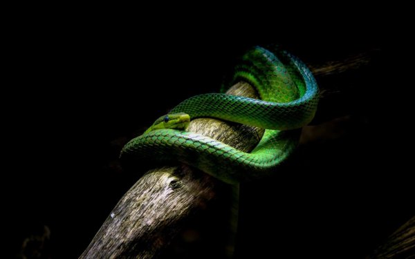 зеленая древесная гадюка