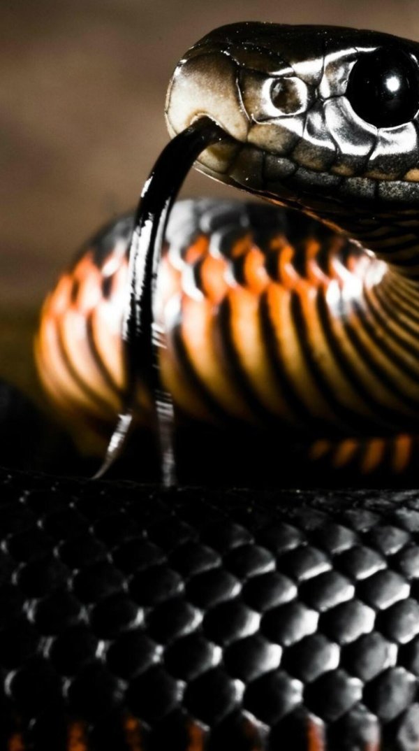 кобра красивая