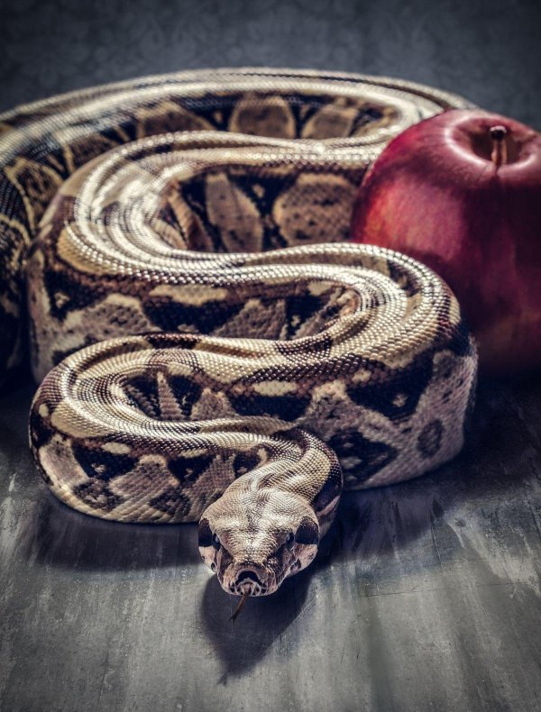 змей искуситель