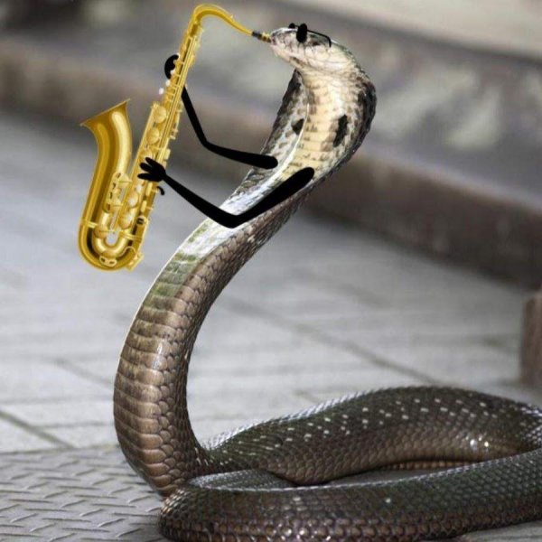 уж гадюка кобра питон