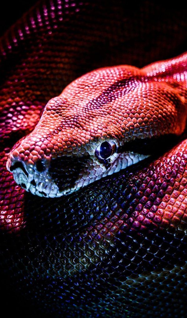 красные змеи