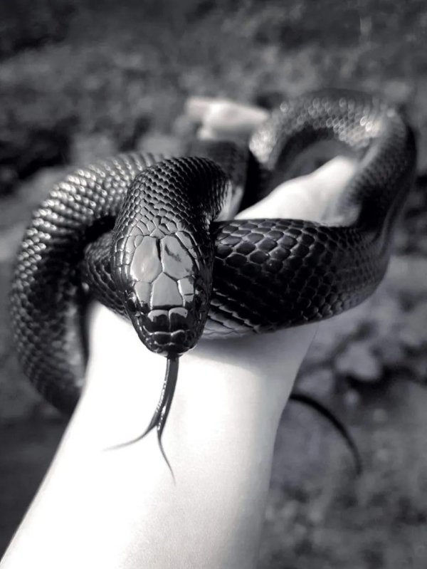 черная мамба змея