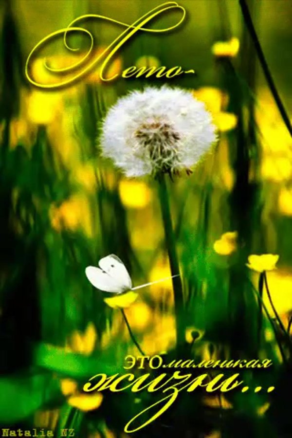 поле одуванчиков