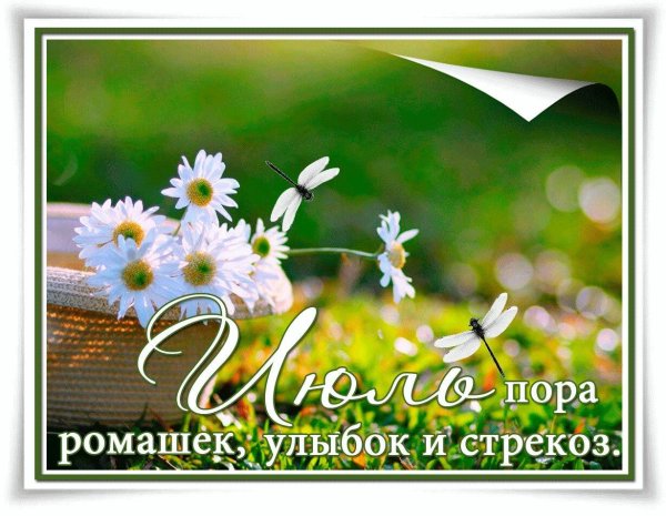 июль пора ромашек улыбок и стрекоз