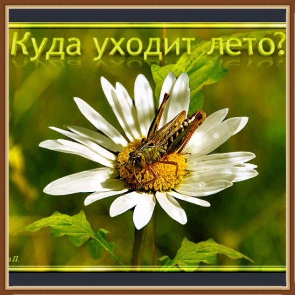 насекомое кузнечик