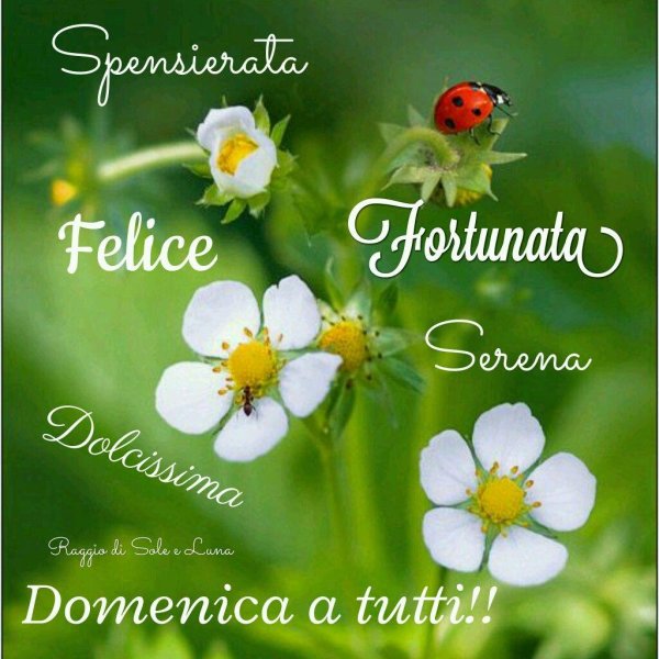 божие коровки