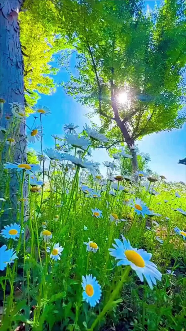 ромашковое поле