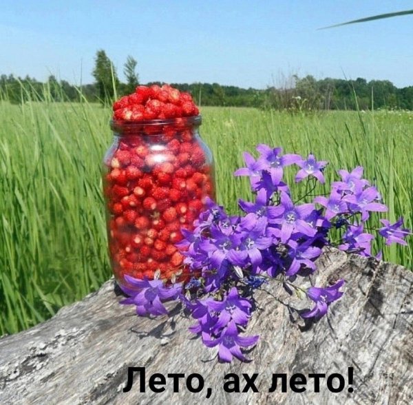 земляника лесная