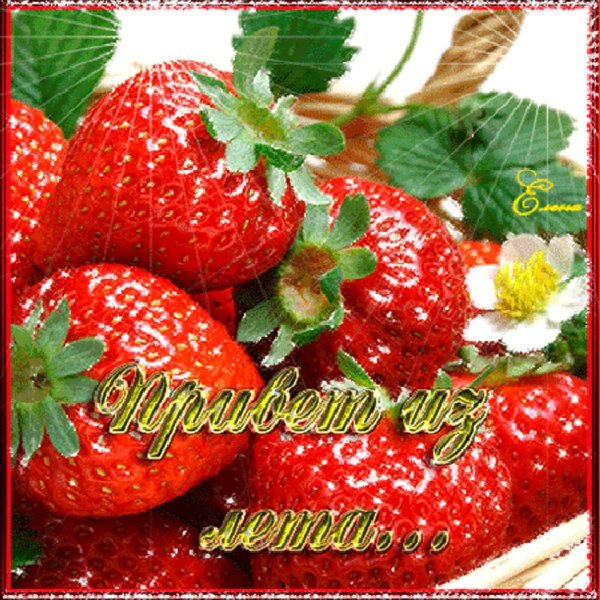 клубника альба