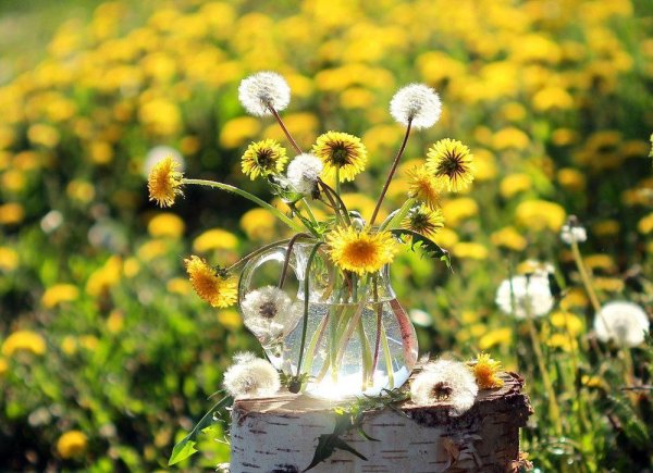 желтые одуванчики
