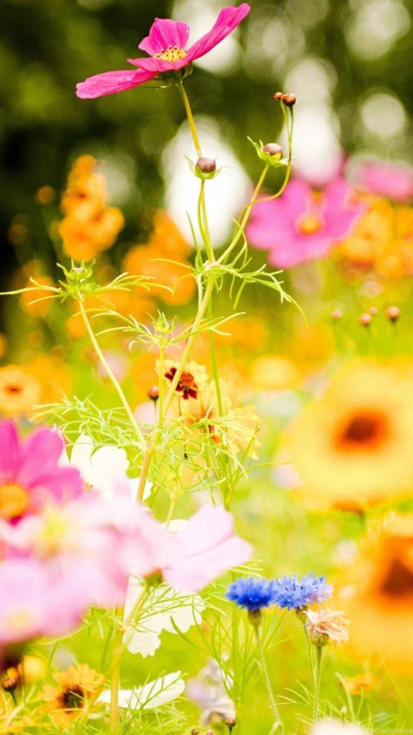 летние цветы