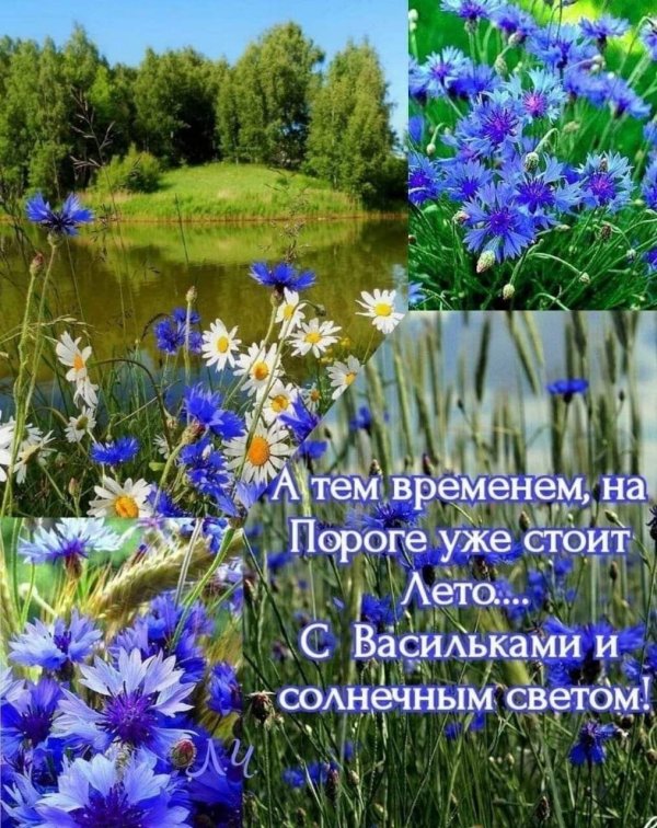 беларусь васильки