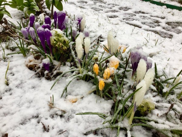 пролеска крокус галантус