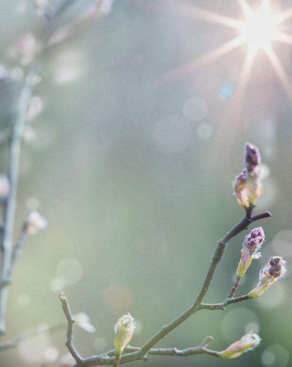 почки на деревьях весной