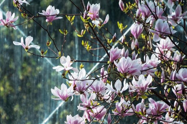 магнолии дерево