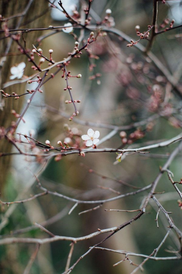 ветка цветущей вишни