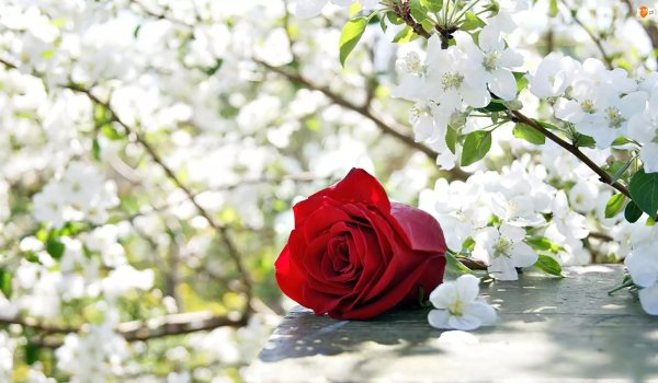 розы красивые