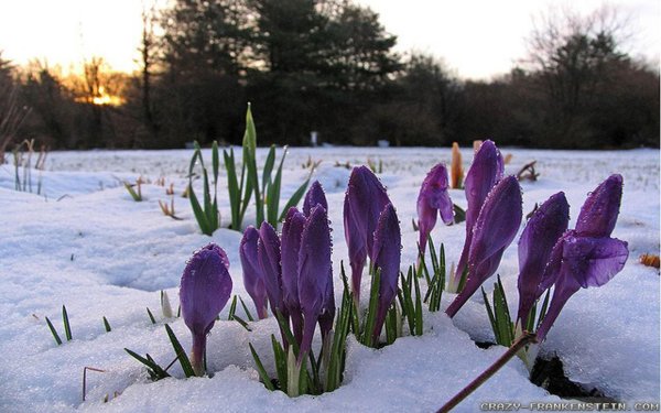 пролески подснежники крокусы