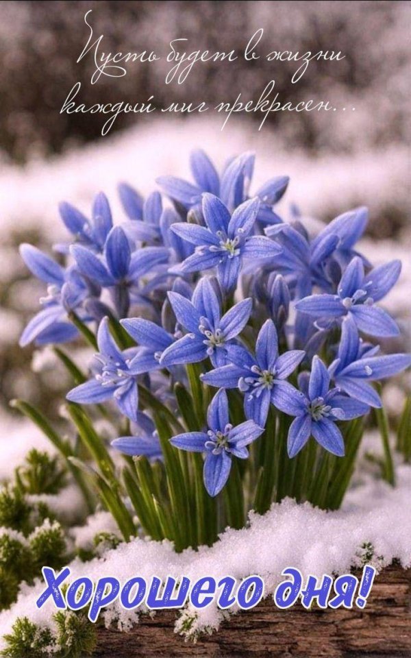 пролеска цветок