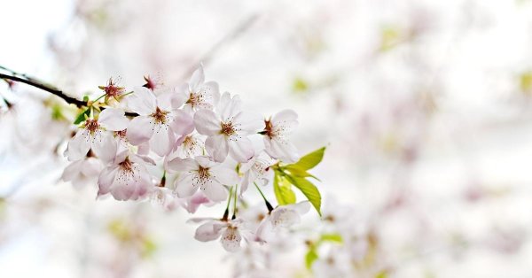 белая сакура