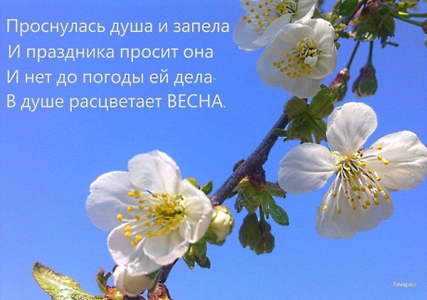 у весны